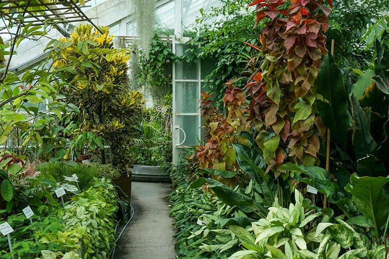 Jagiellonian University Botanical Garden