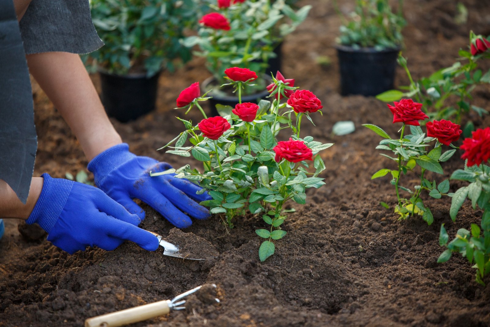How to Choose the Perfect Rose for Every Occasion